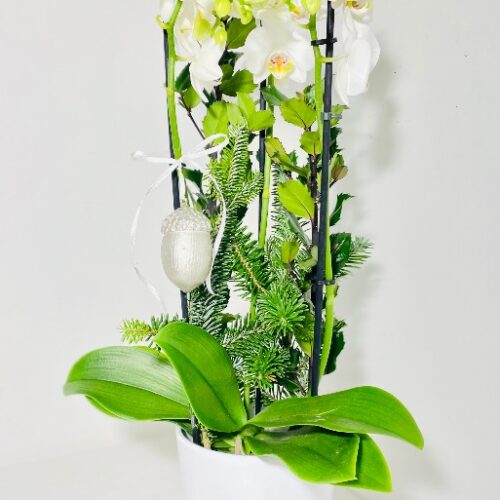Orhidee jõuluseade - Kolm Lille lillepood