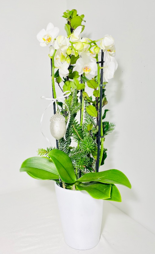 Orhidee jõuluseade - Kolm Lille lillepood